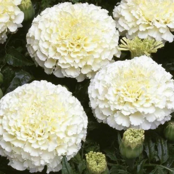 Marigold White Hybrid Seeds (10 seeds)