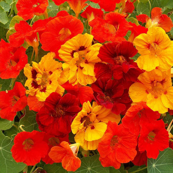 NASTURTIUM MIX HYBRID SEEDS (10 seeds)