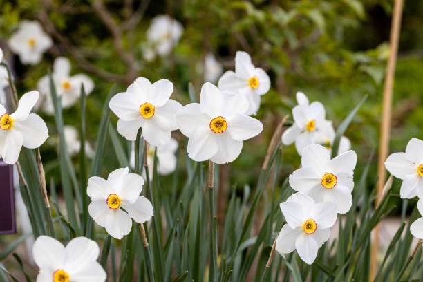 Nargis bulbs
