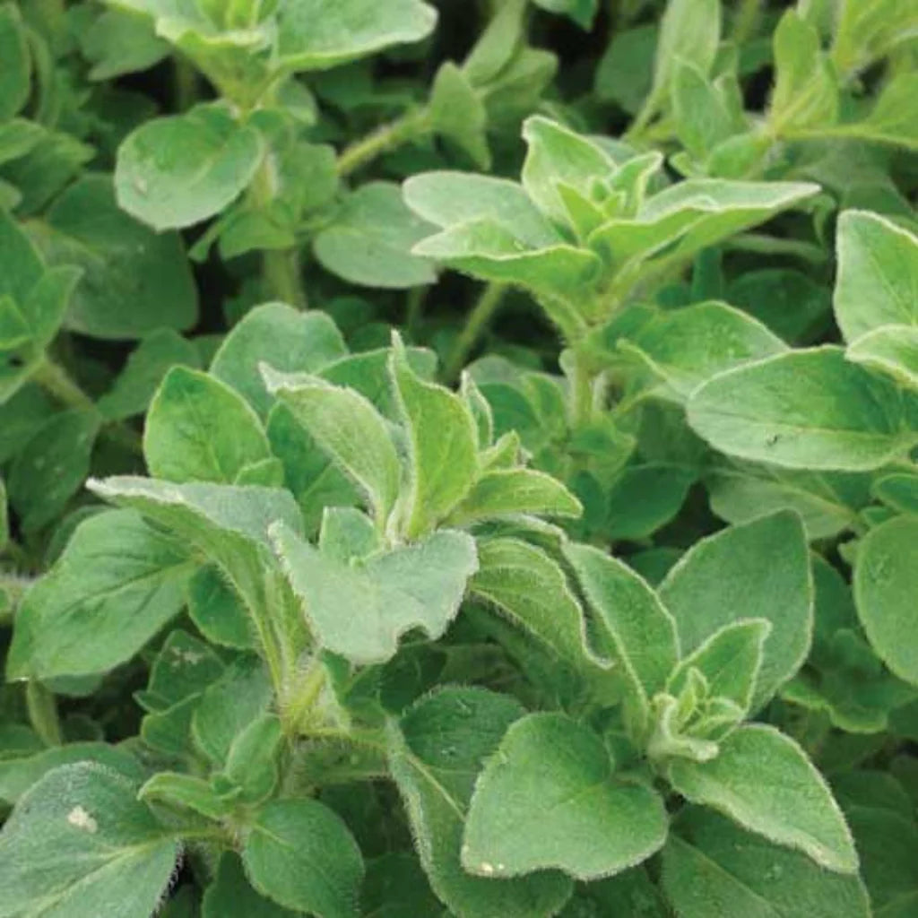 OREGANO HYBRID SEEDS (50 seeds)