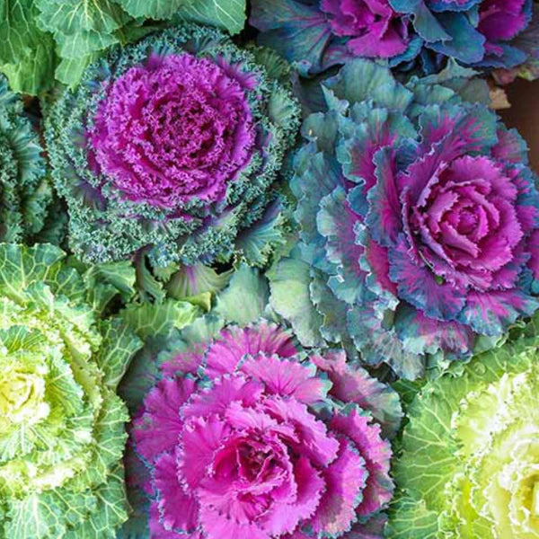 Ornamental kale hybrid seeds (40 seeds)