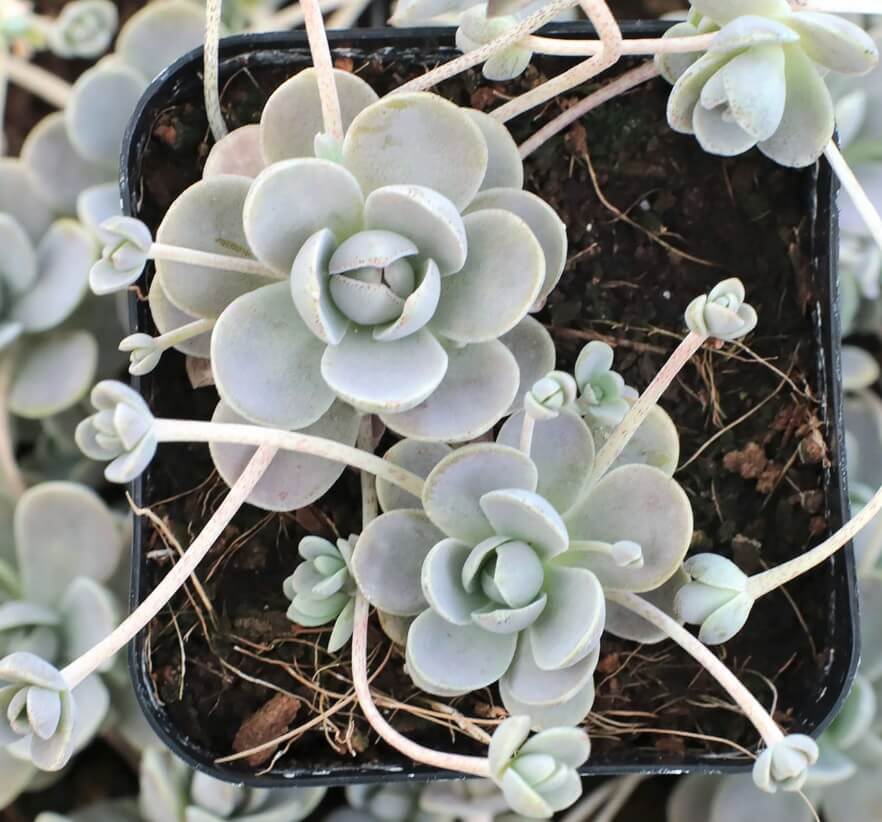 Orostachys
