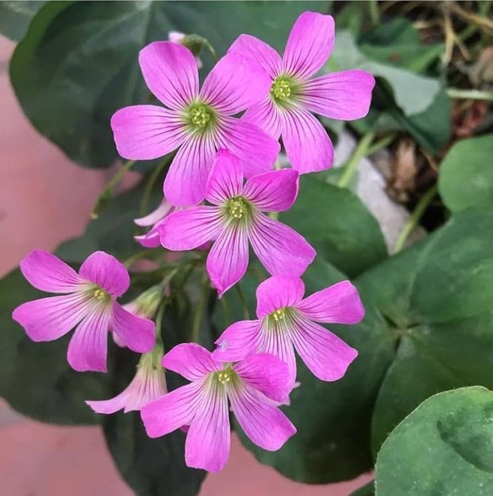Oxalis Pink Bulb