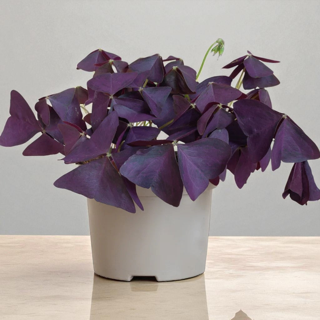Purple Oxalis Plant