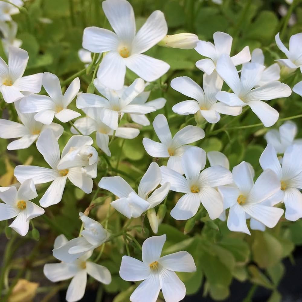 Oxalis White Bulb