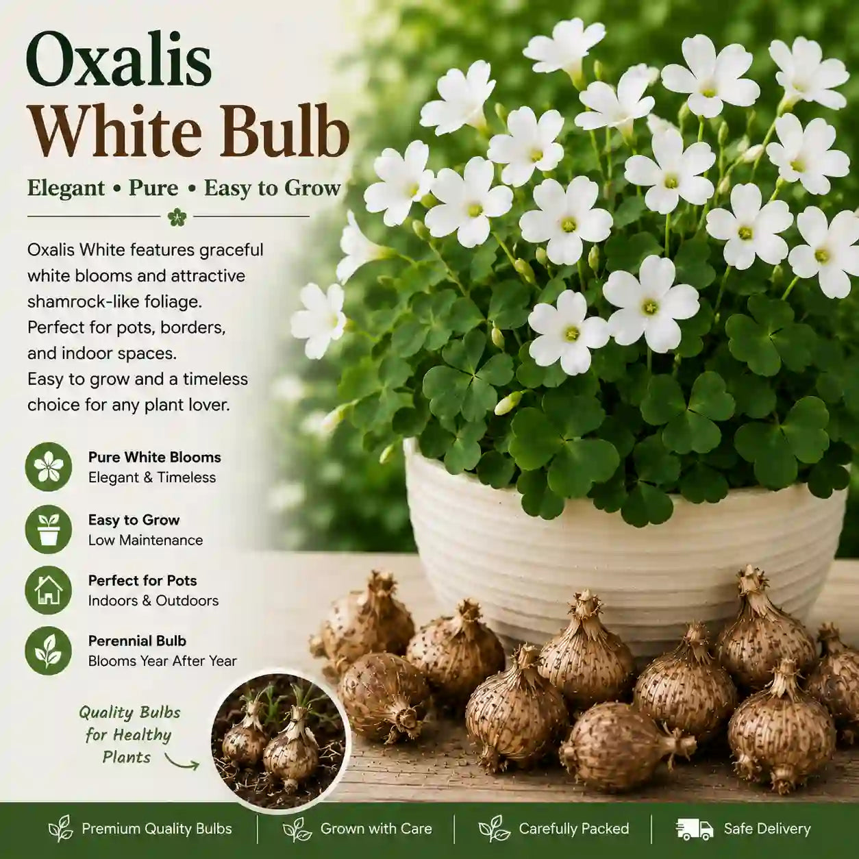 Oxalis White Bulb