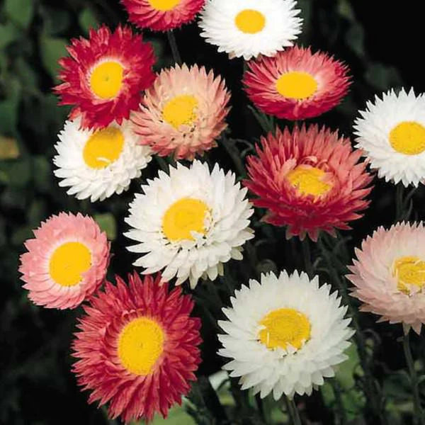 PAPER DAISY HYBRID SEEDS (80 seeds)