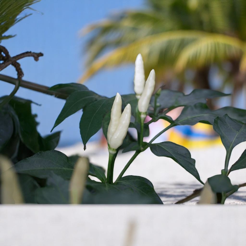 PAPPER HOT WHITE HYBRID SEEDS (20 seeds)