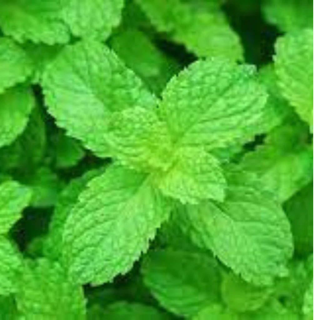 PEPPERMINT ( MINT) HYBRID SEEDS (70-80 seeds)