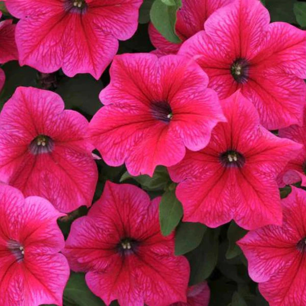 PETUNIA PINK HYBRID SEEDS (100 seeds)