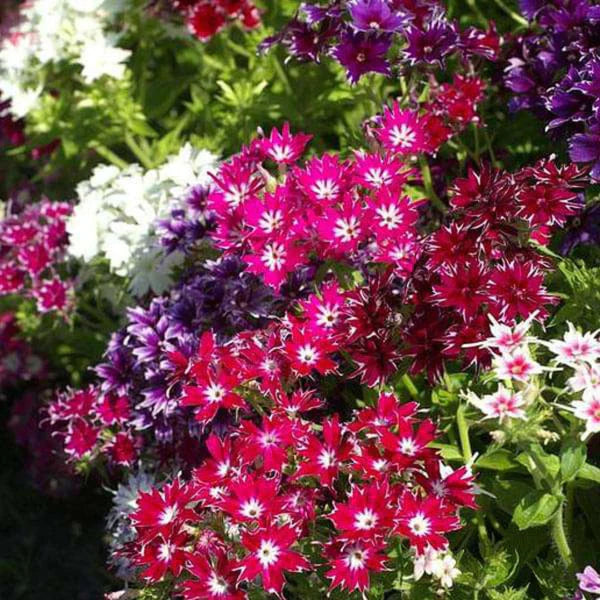 Phlox twinkle star hybrid seeds (50 seeds)