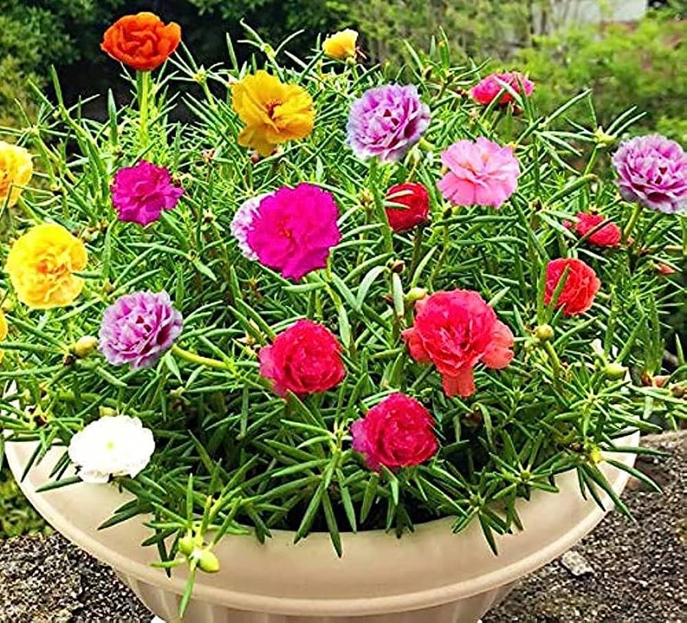 Portulaca Plants