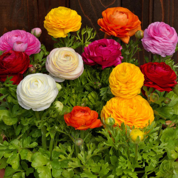 RANANCULUS BLOOMINGDALE MIX HYBRID SEEDS (5 seeds)