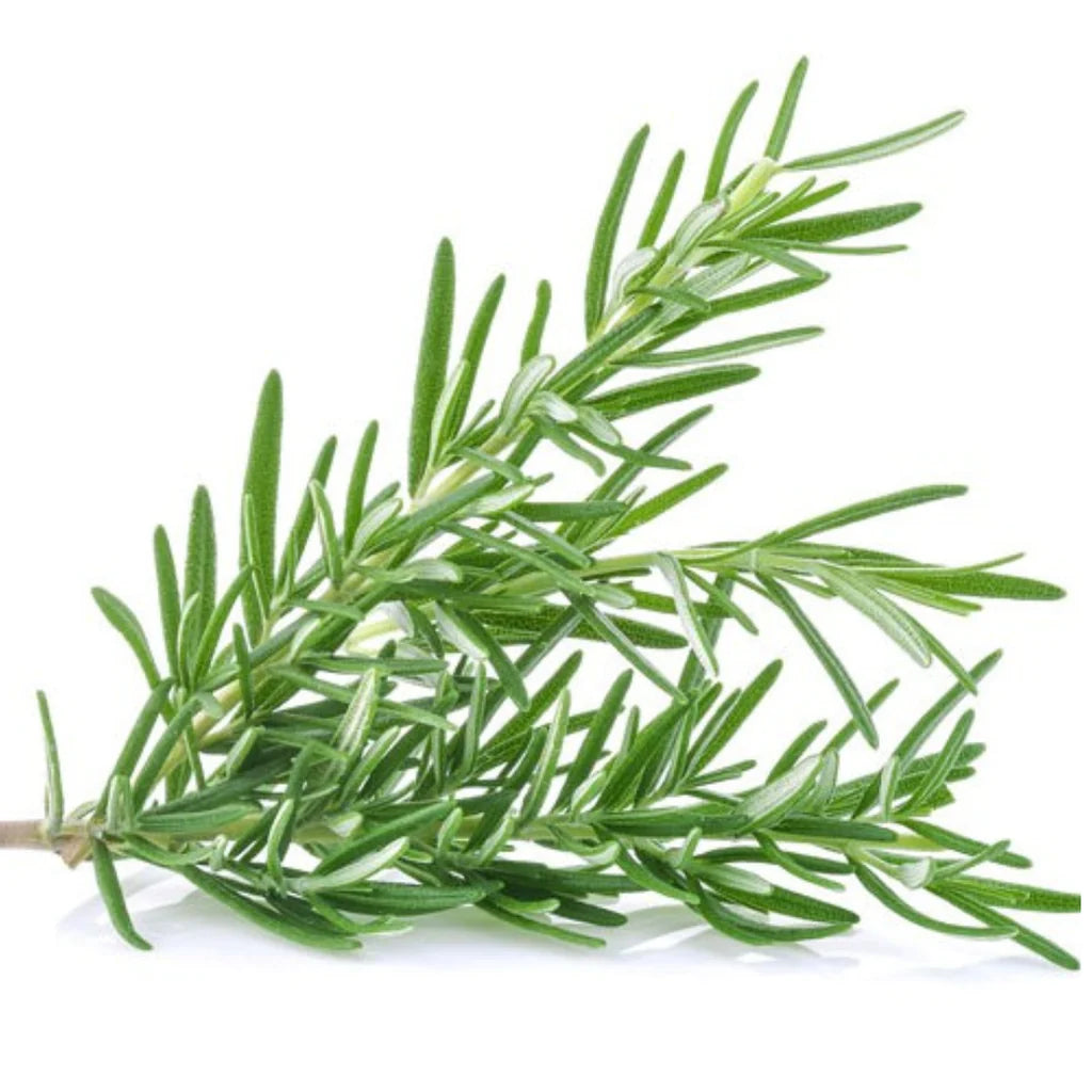 ROSEMARY HYBRID SEEDS (15 seeds)