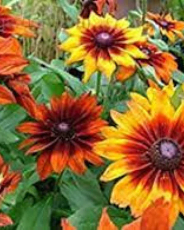 RUDBECKIA MIX HYBRID SEEDS (30 seeds)