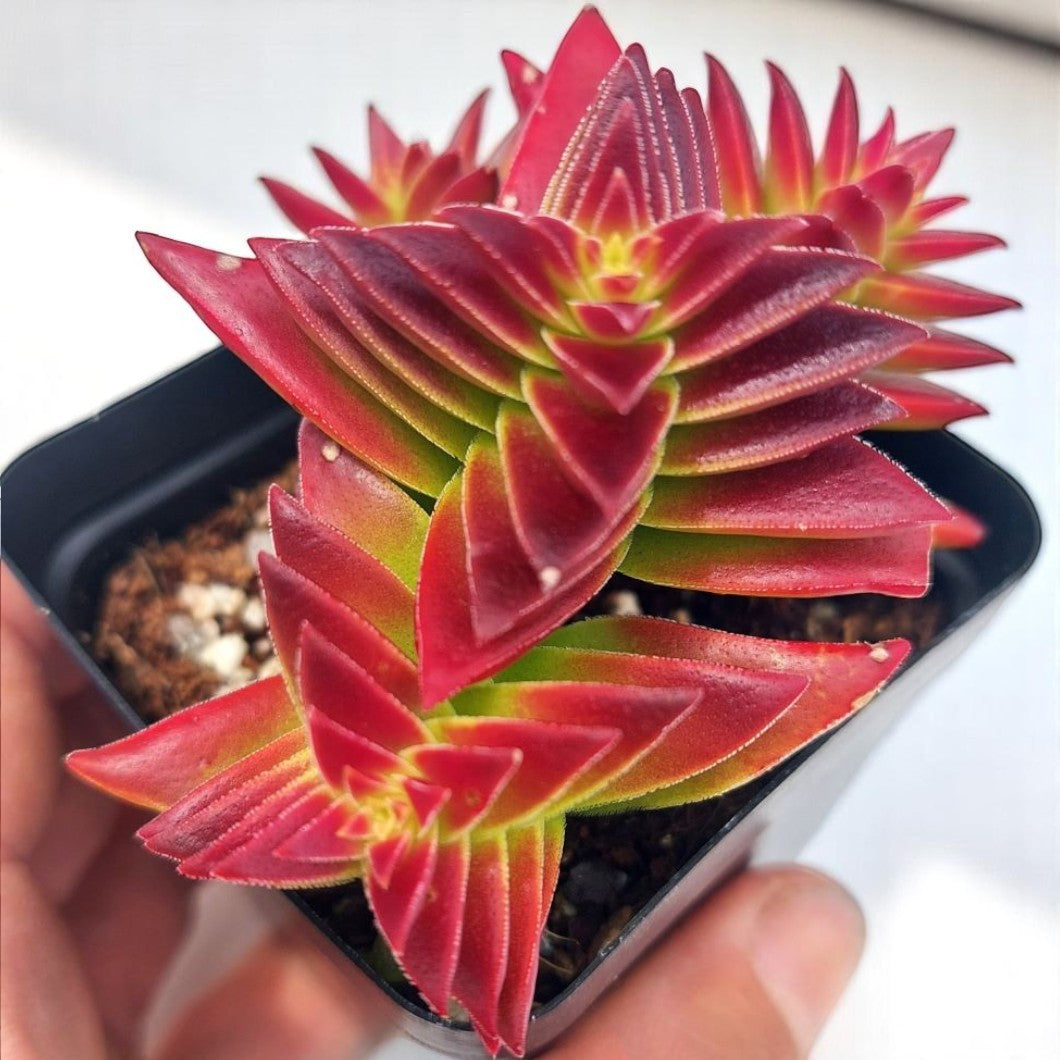 Crassula Thyrsiflora