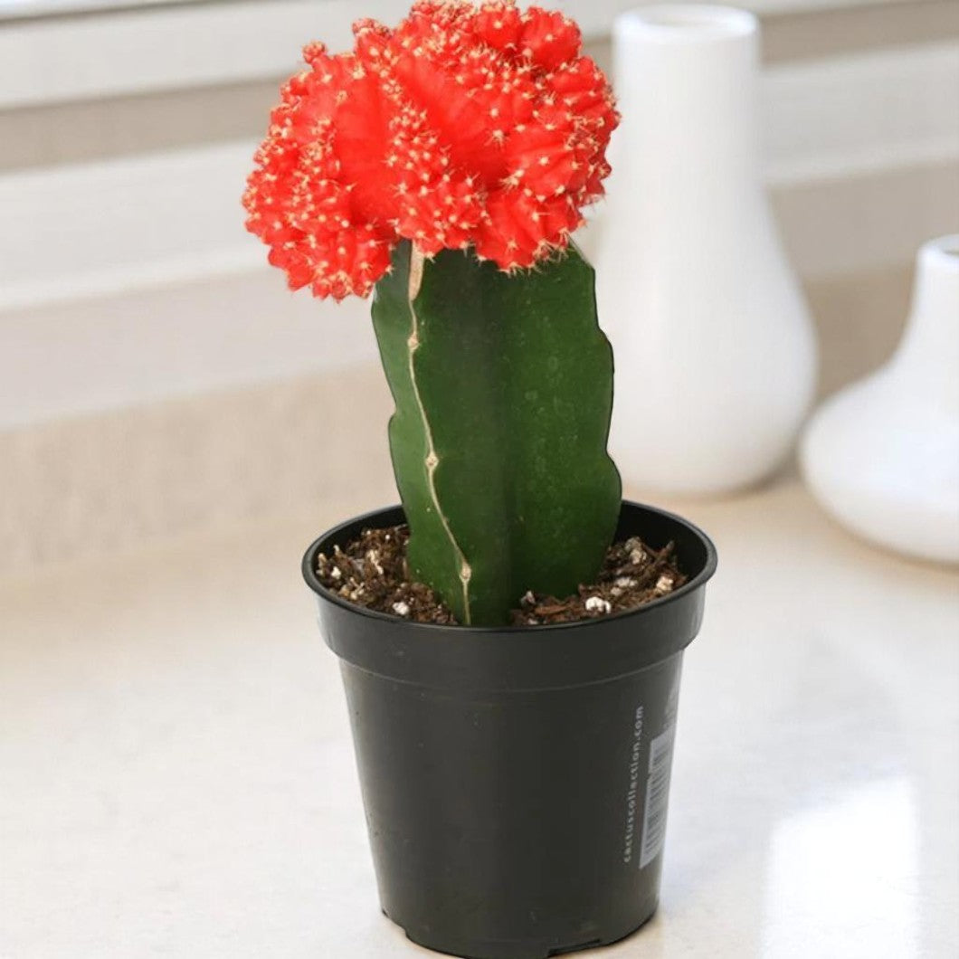 Red moon cactus