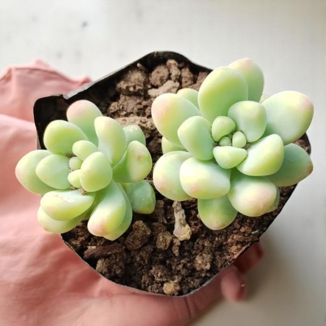 Small succulent plant in a pot held by a hand on a light background