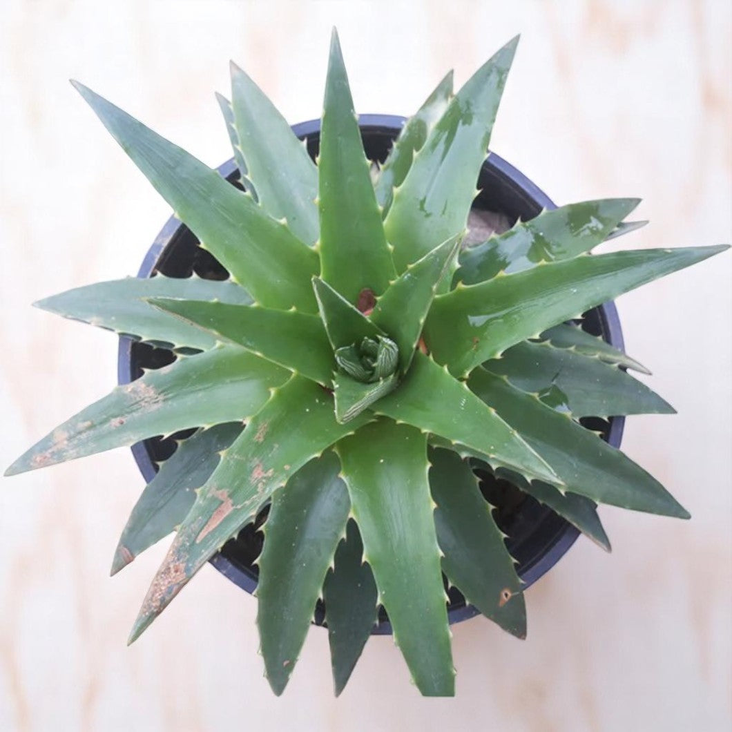 Dyckia brevia