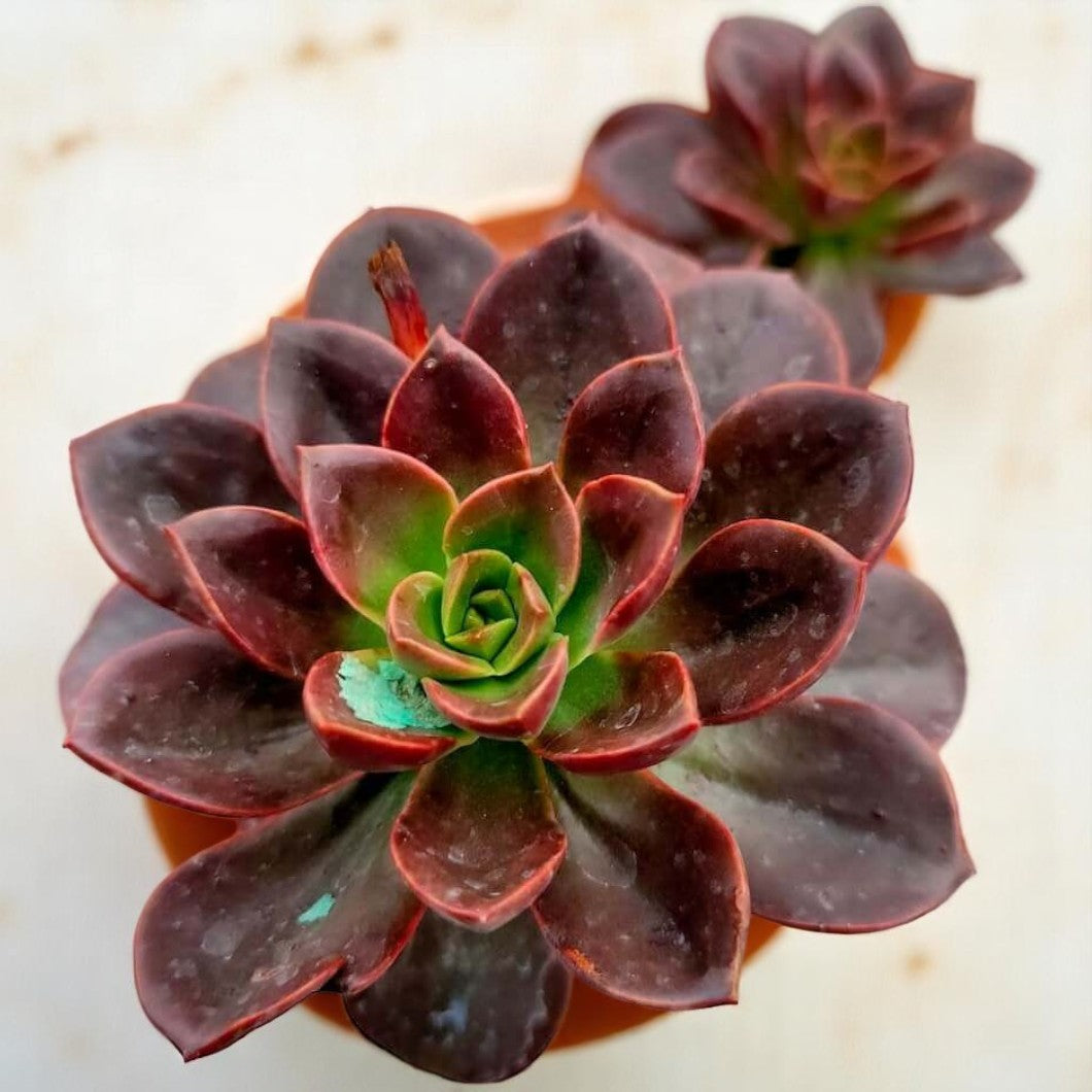 Echeveria melaco