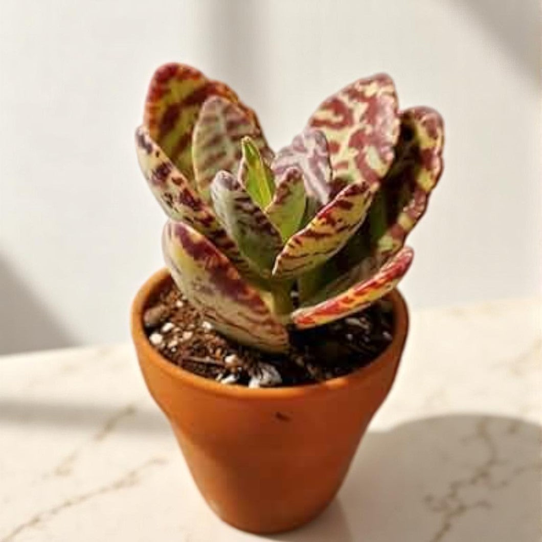 Kalanchoe humilis