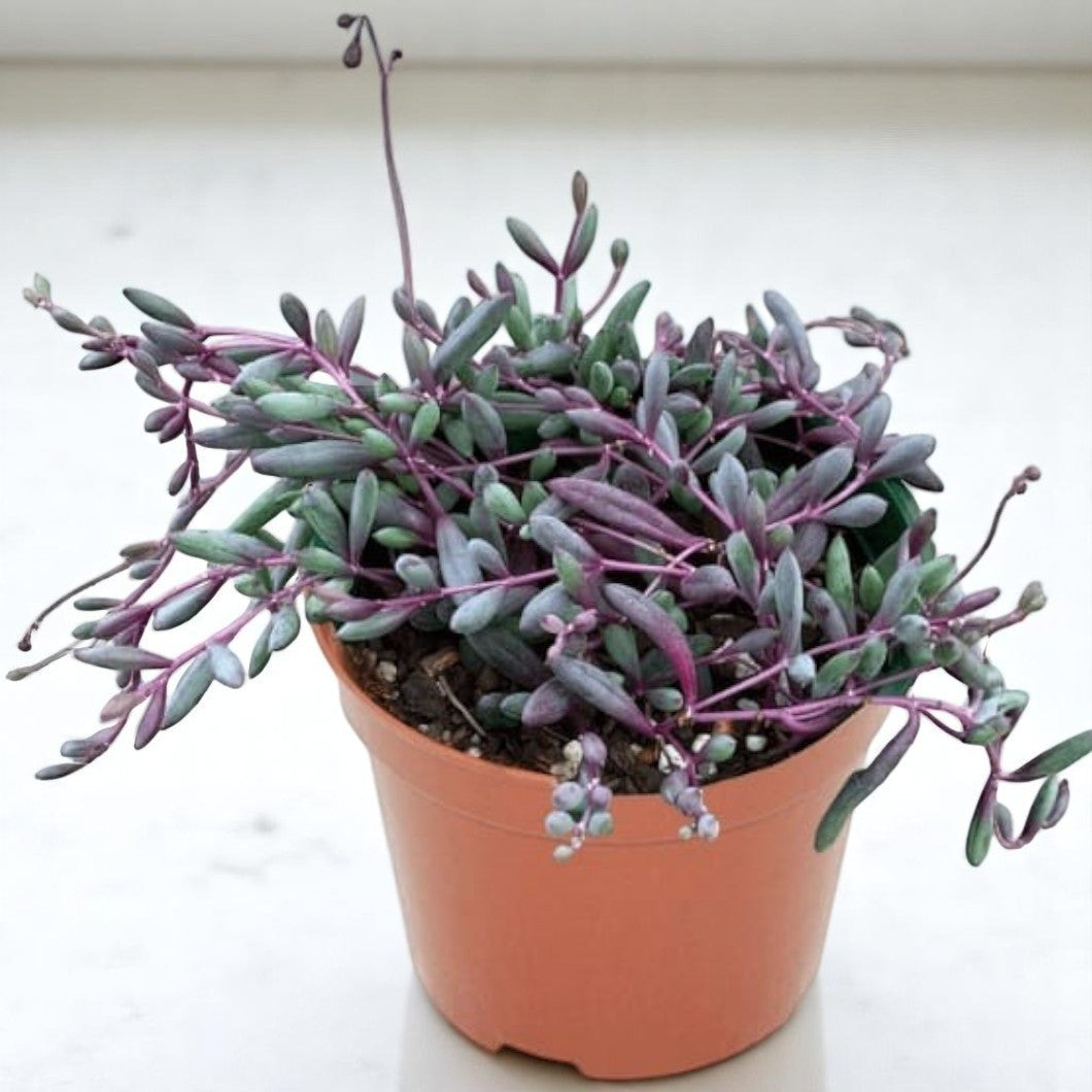 Othonna capensis