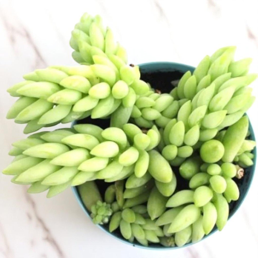 Donkey Tail ( 1 piece )