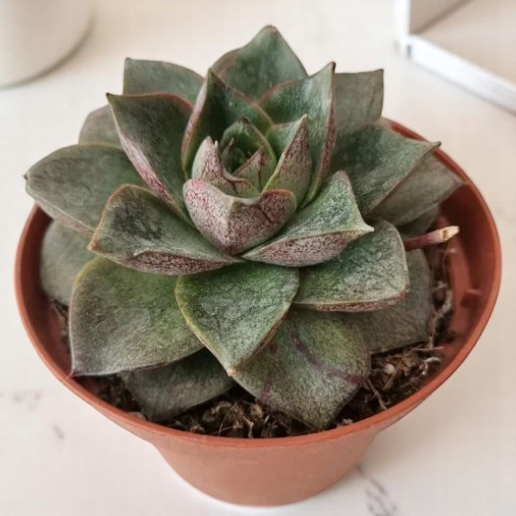 Echieveria dionyosis