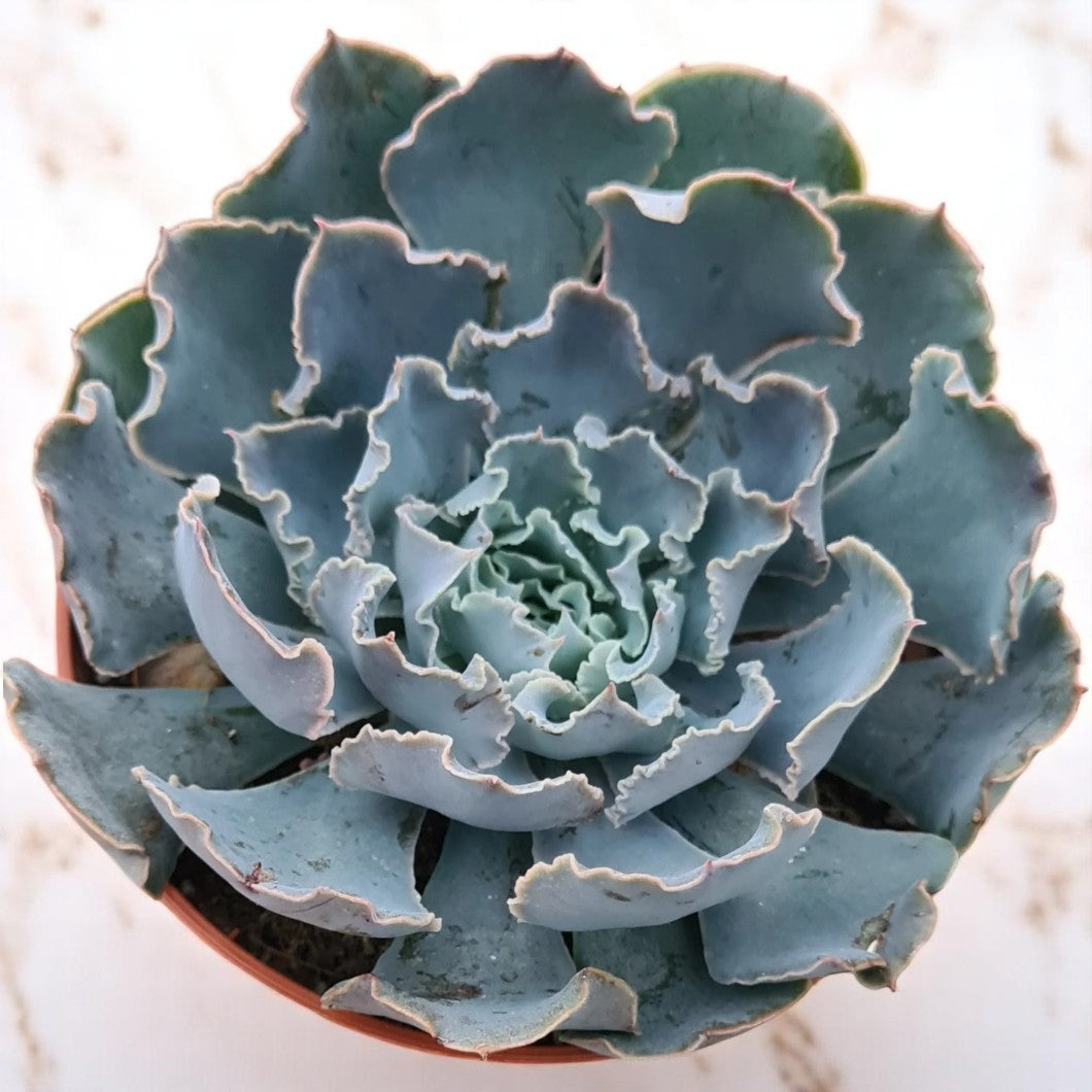 Echeveria shaviana