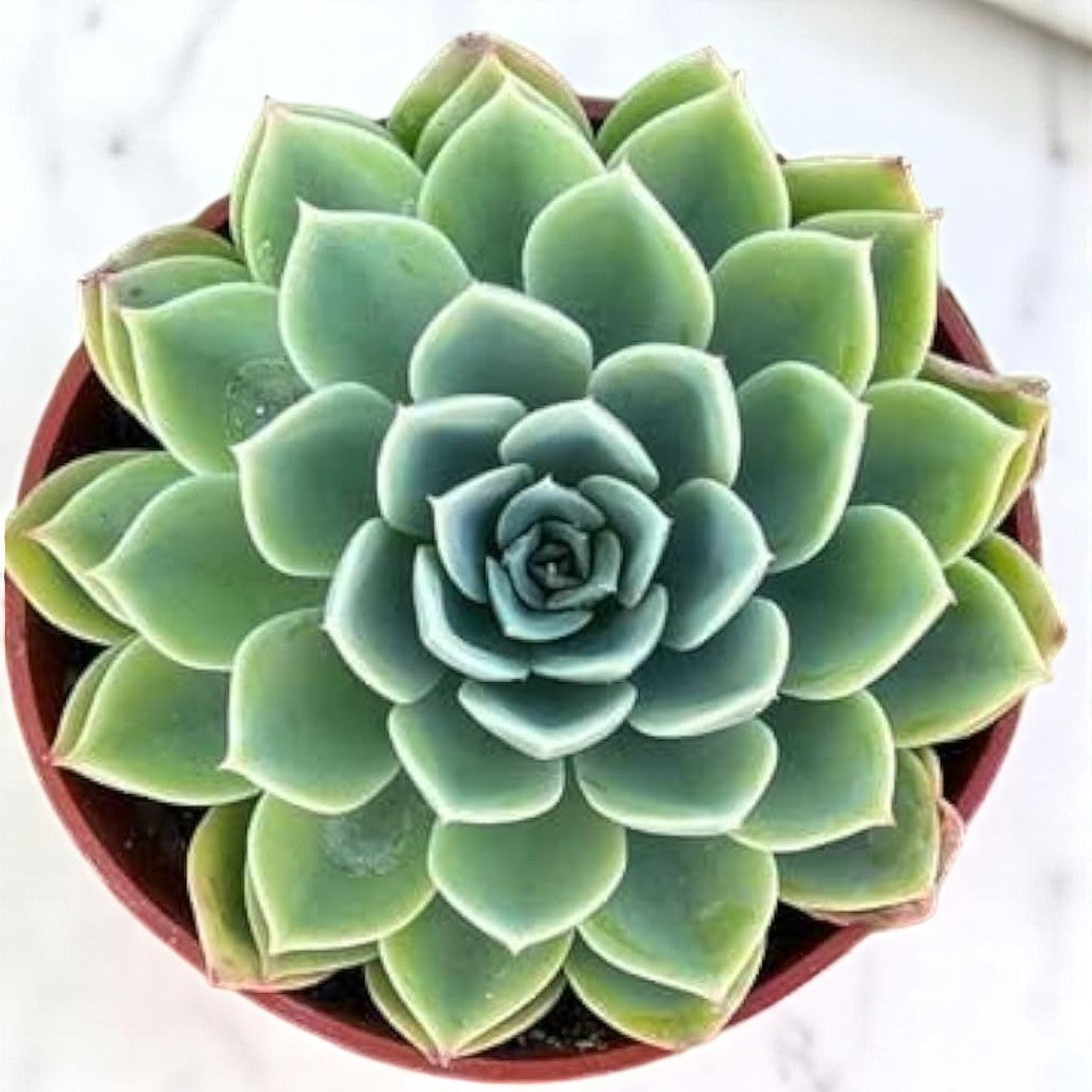 Echieveria Panzy
