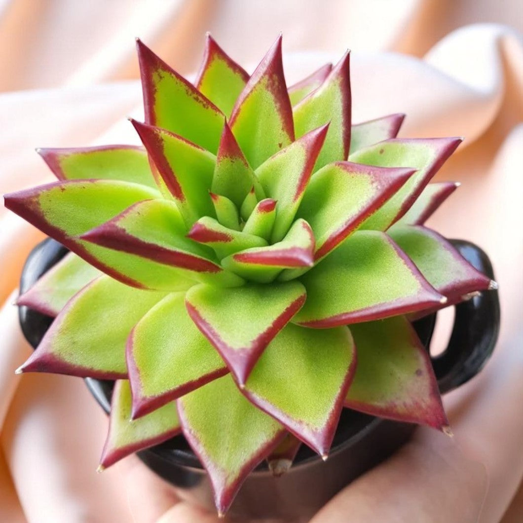 Echeveria 'Agavoides'