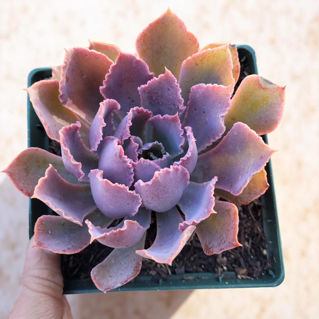 Echeveria Neon brakers