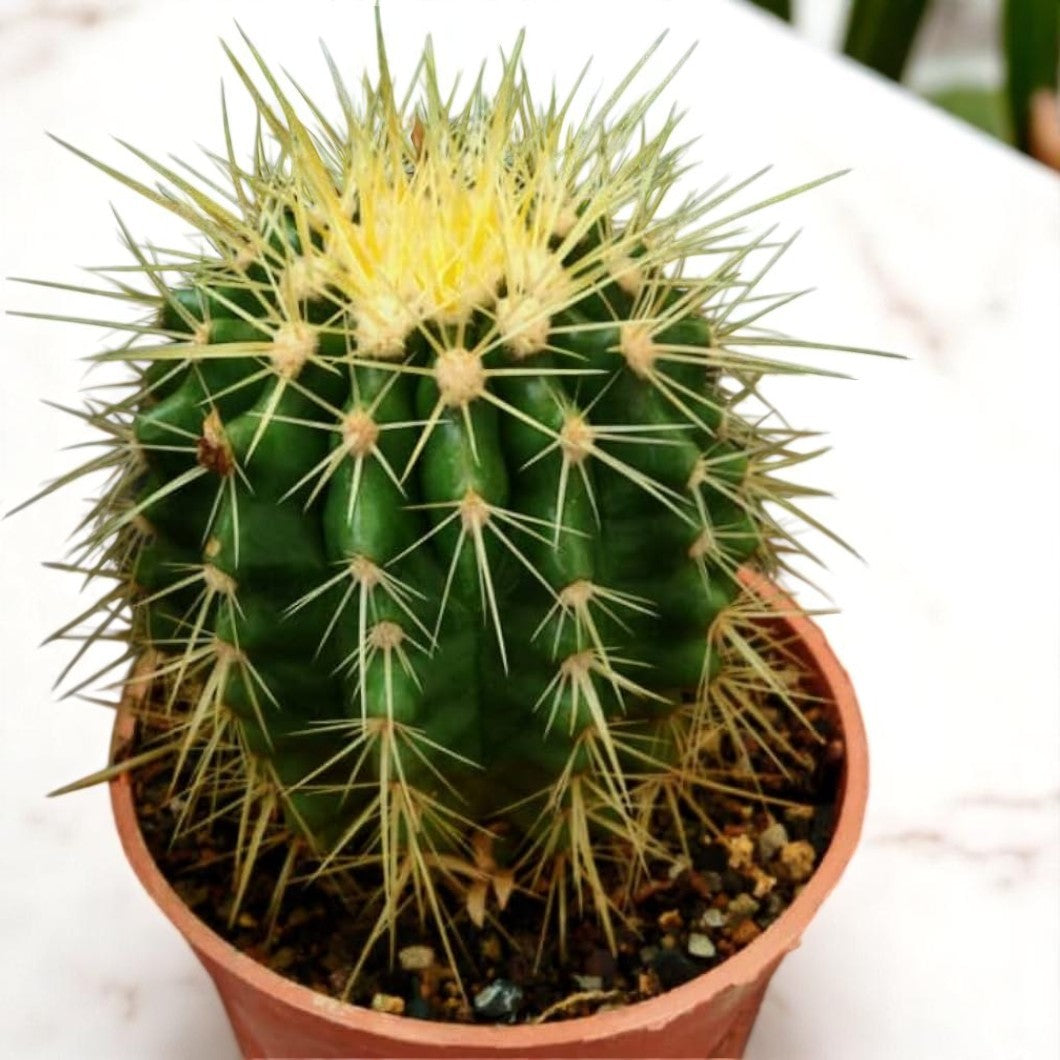 Potted cactus with green body and yellow center on a white background