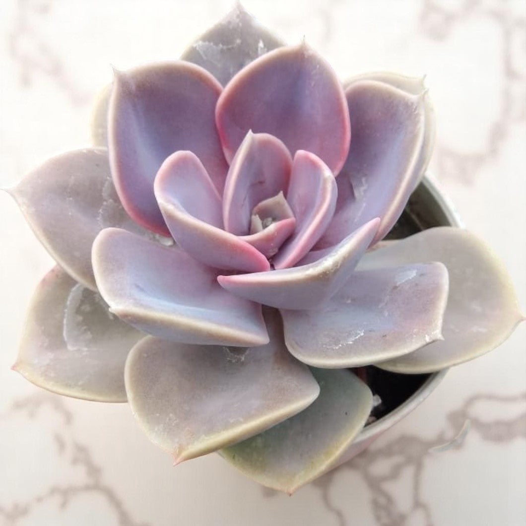 Echeveria pearl von neonburg