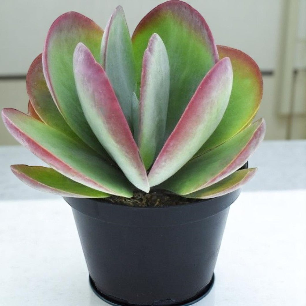 FLAPJACK KALANCHOE