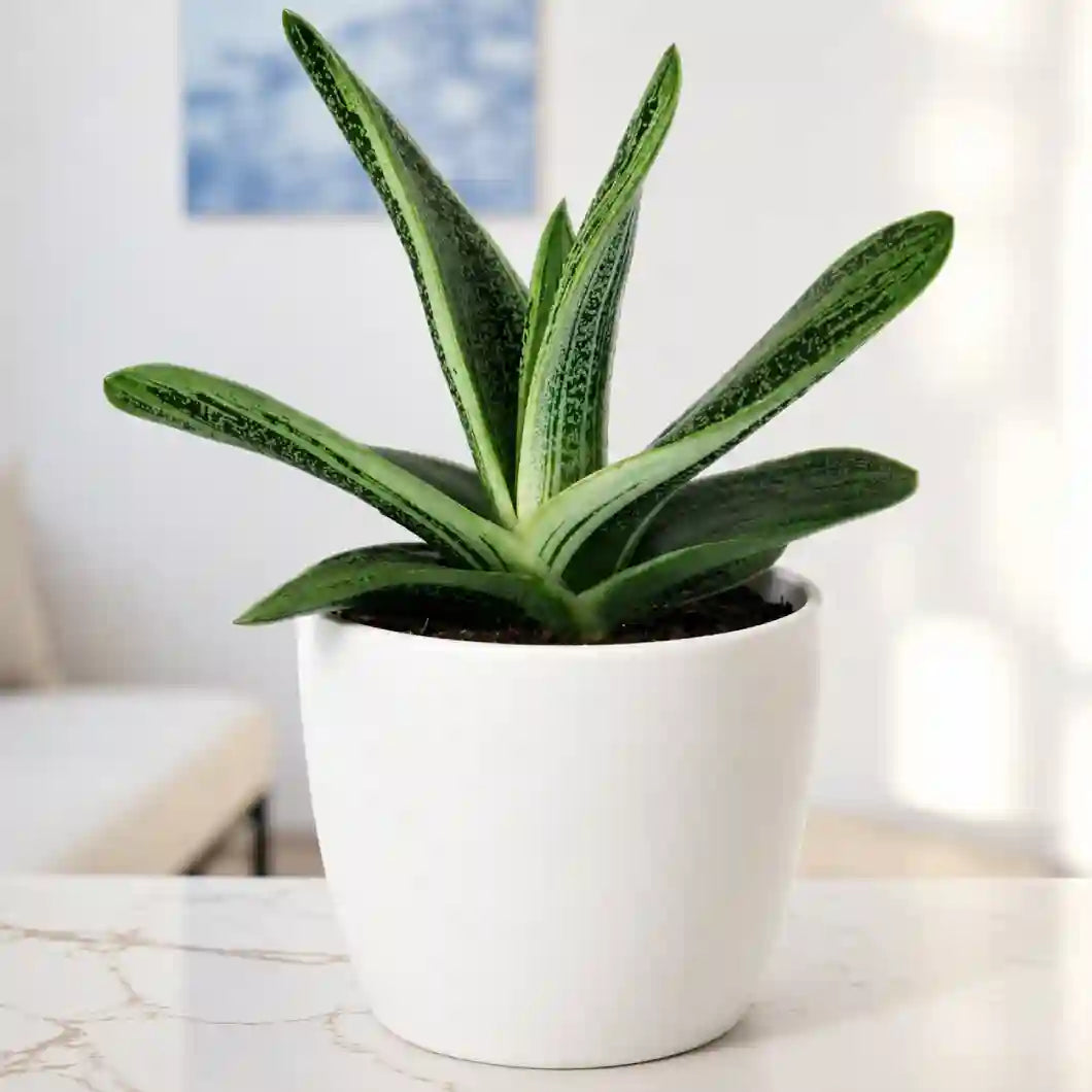 Gasteria