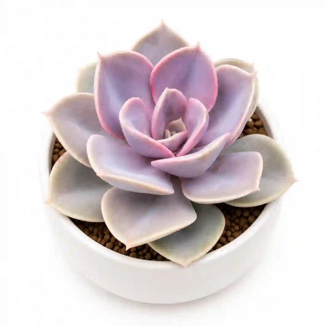 Echeveria pearl von neonburg