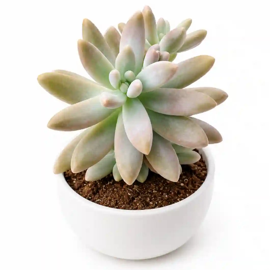 Graptosedum Darley sunshine