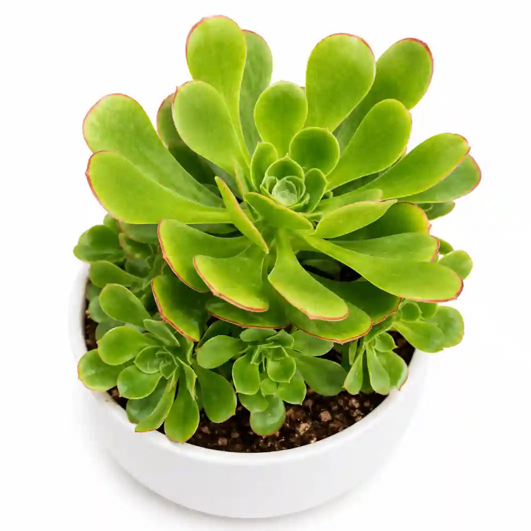 GREEN AEONIUM ARBOREUM