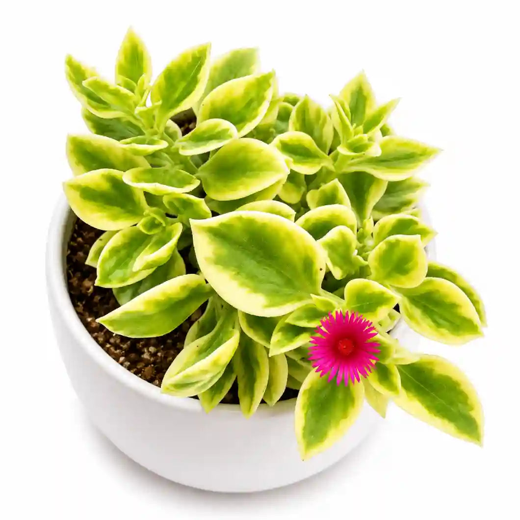 VARIEGATED BABY SUNROSE