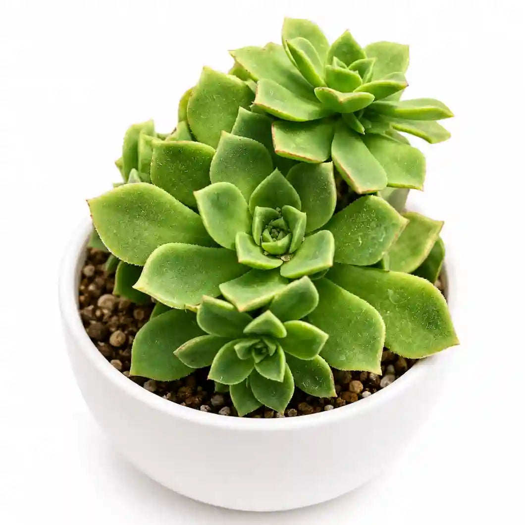 AEONIUM HAWORTHII