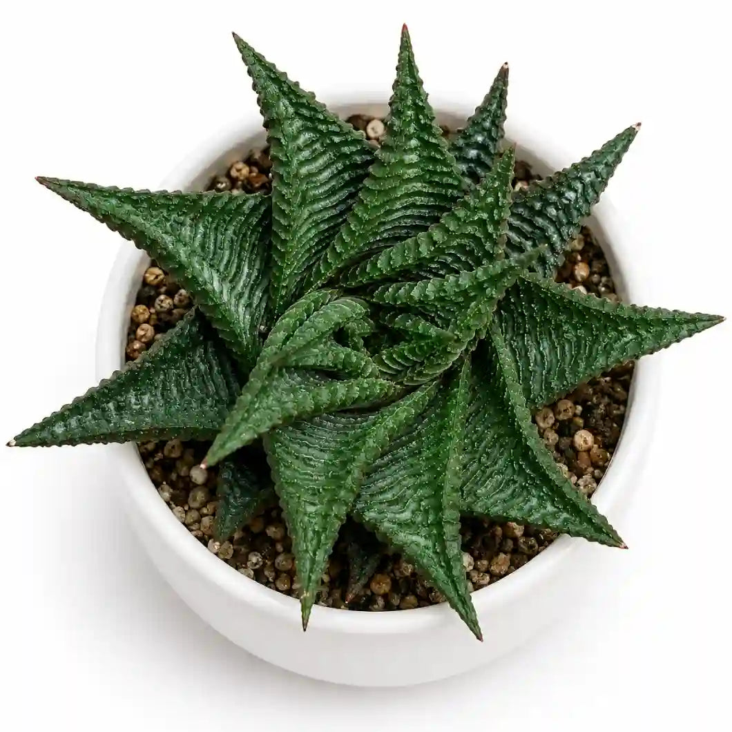 HAWORTHIA LIMIFOLIA