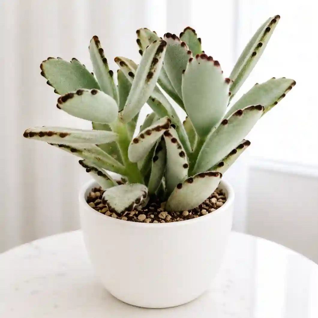 Kalanchoe tomentosa panda plant