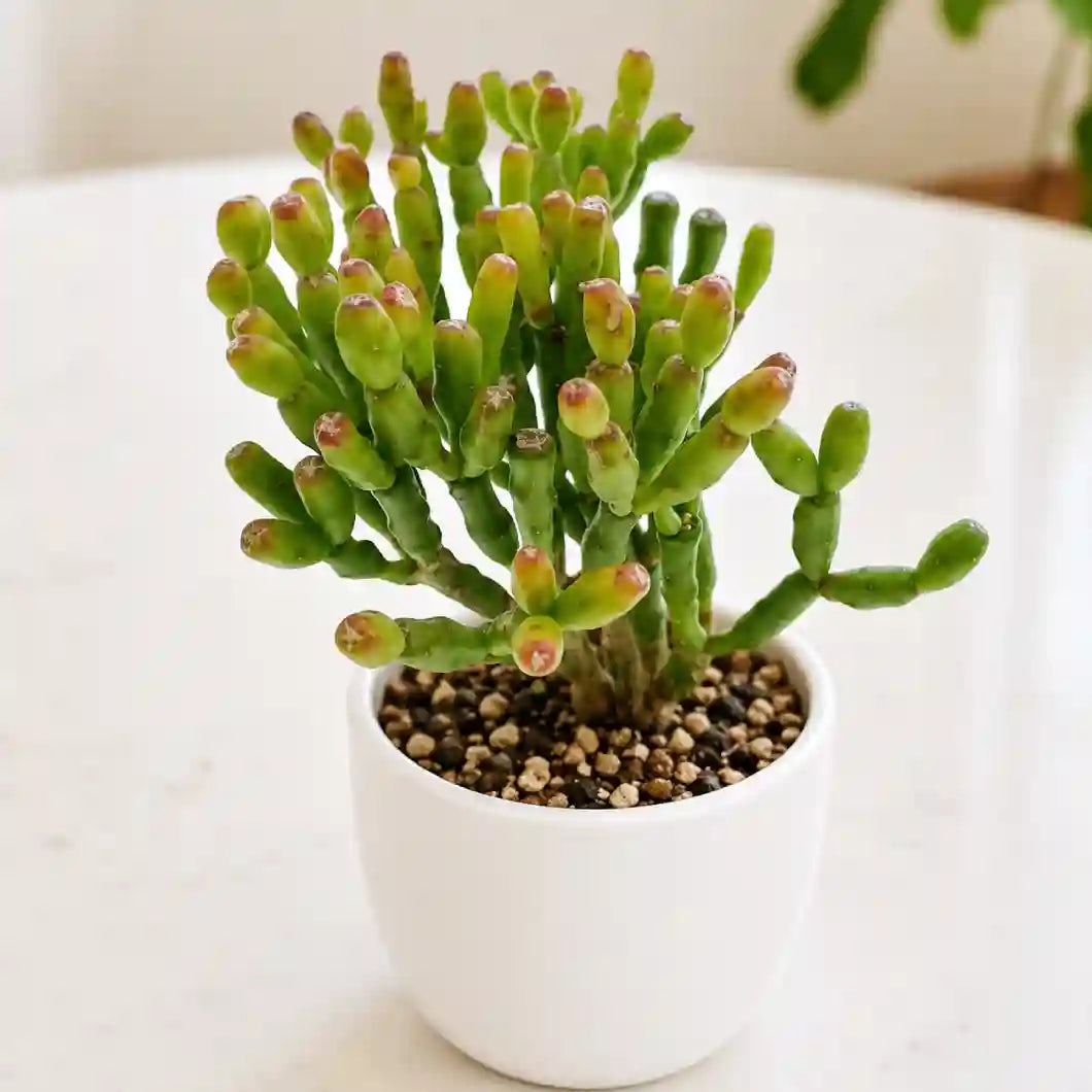 Hatiora Salicornioides