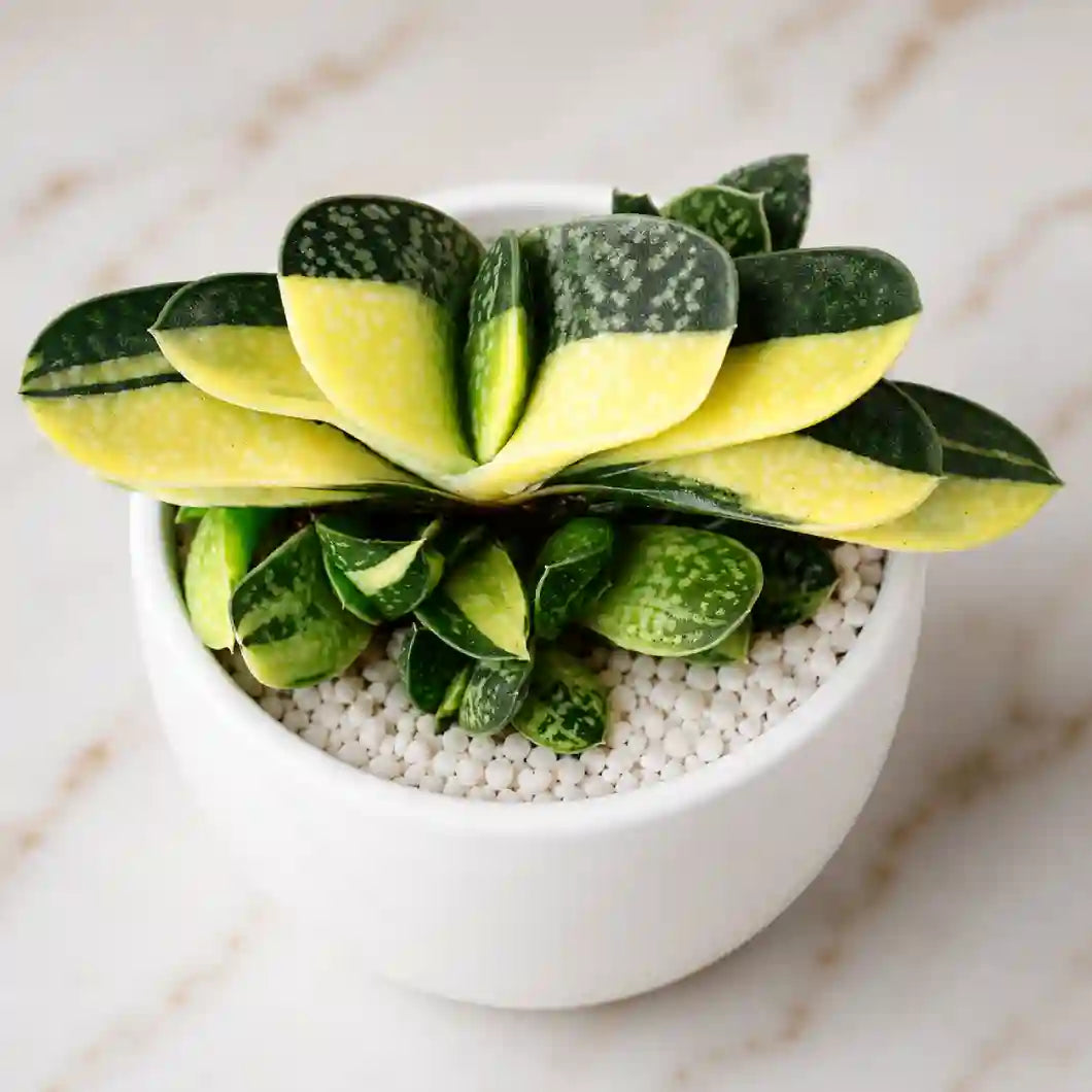 Gasteria variegated