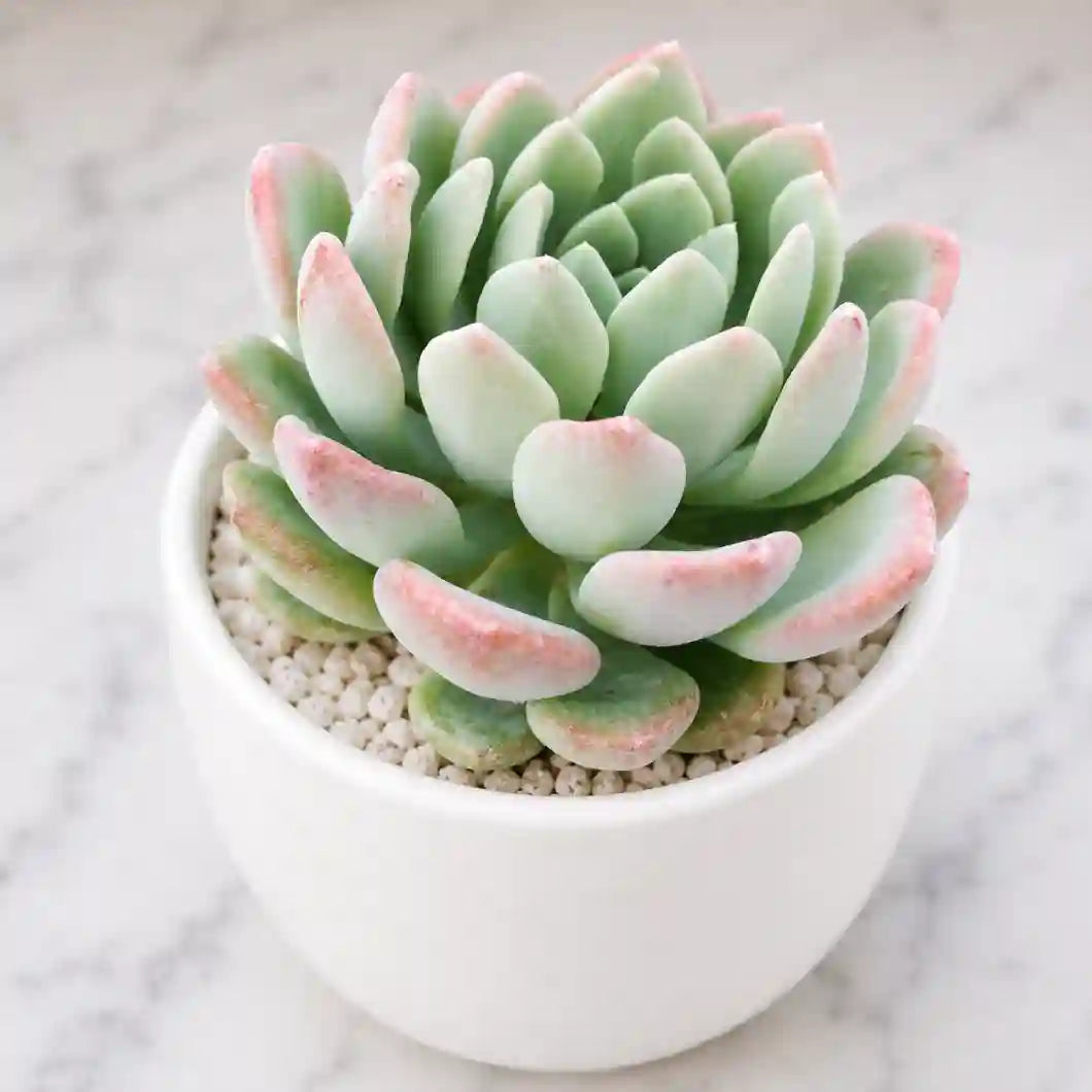 Echeveria scheideckeri