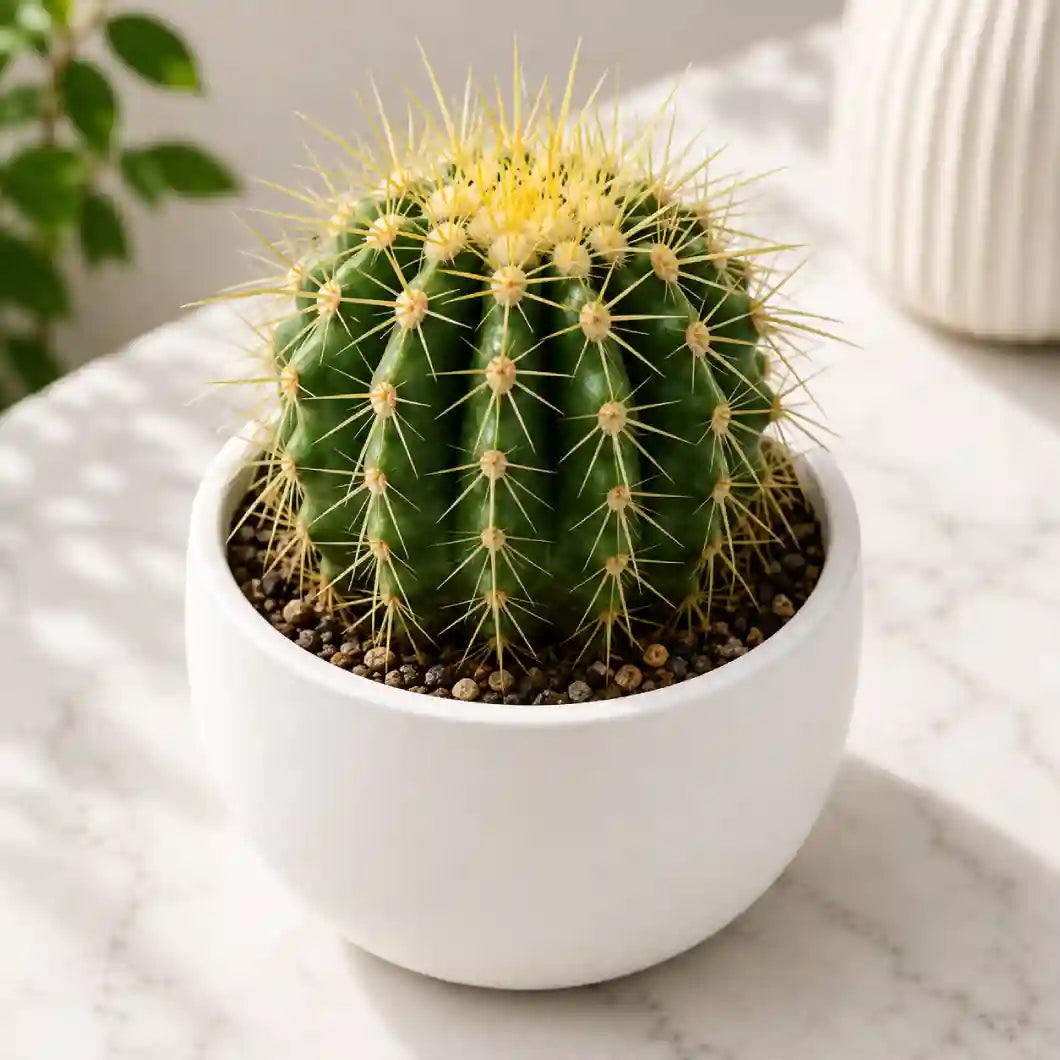 Echinocactus grusonii