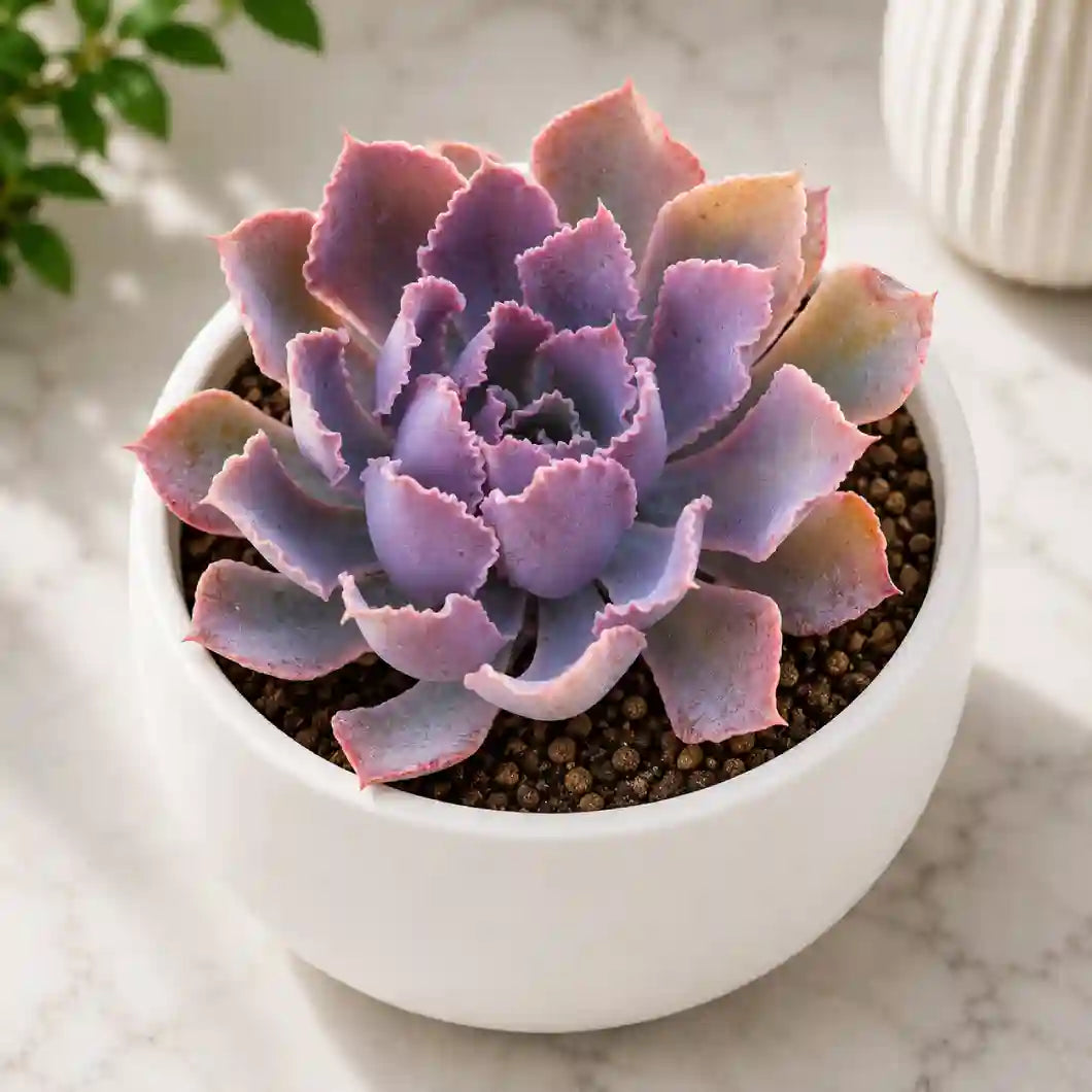 Echeveria Neon brakers