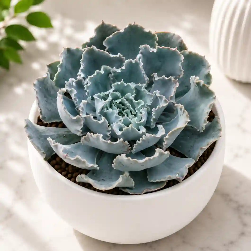 Echeveria shaviana
