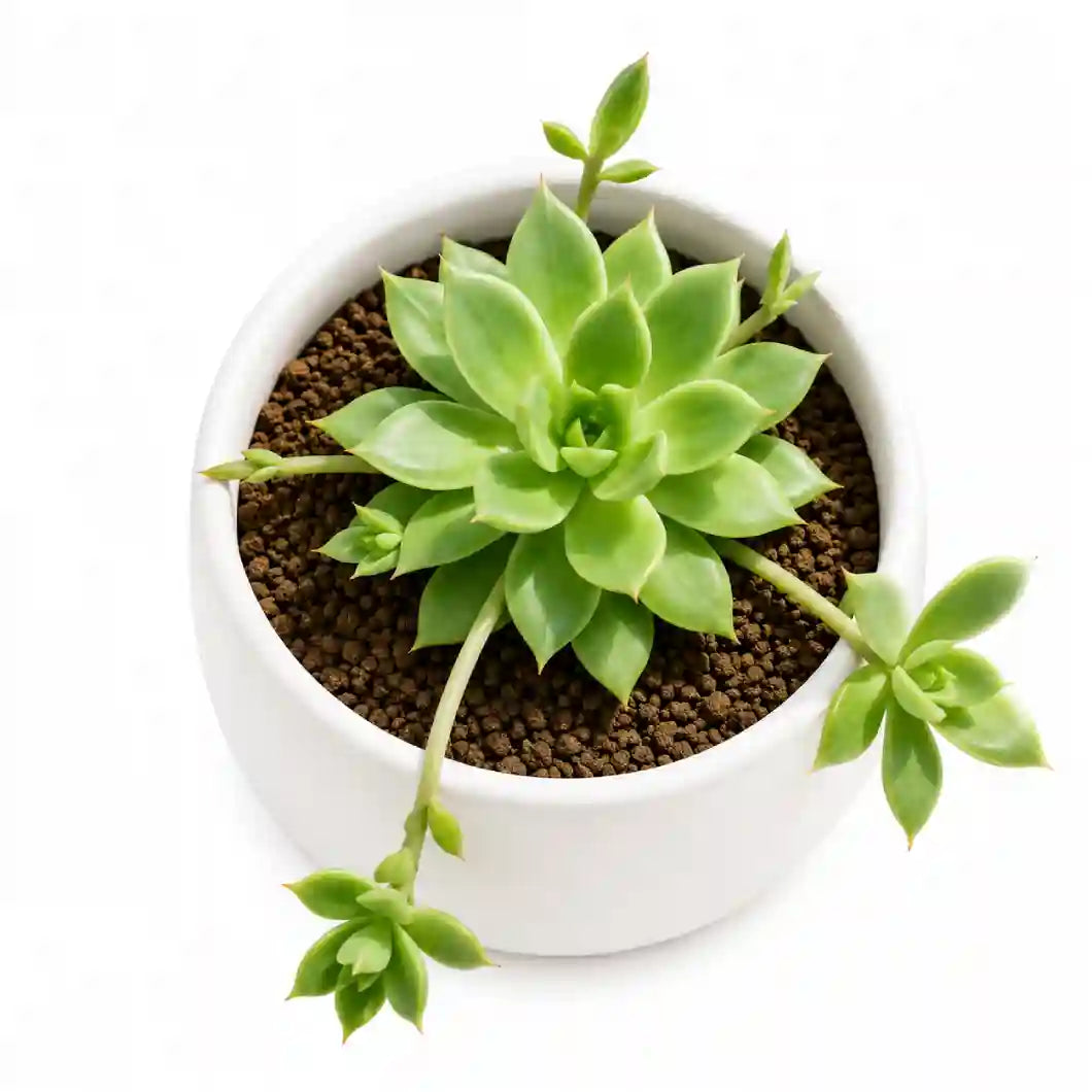 ECHIEVERIA GRAPTO